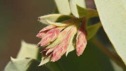 Image of Adams' manzanita