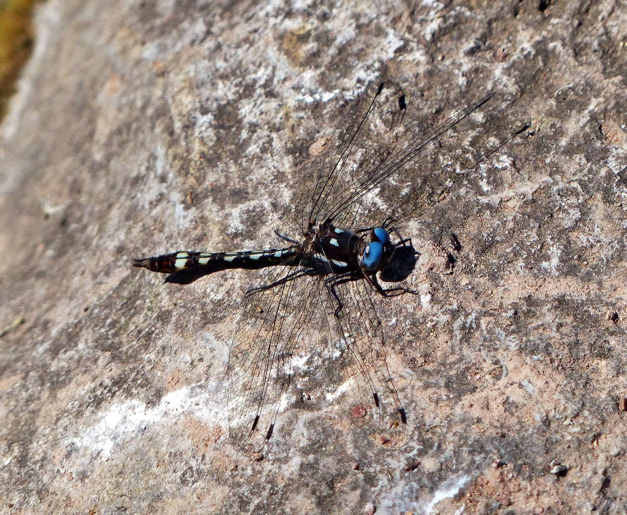 Image of Macrothemis imitans Karsch 1890