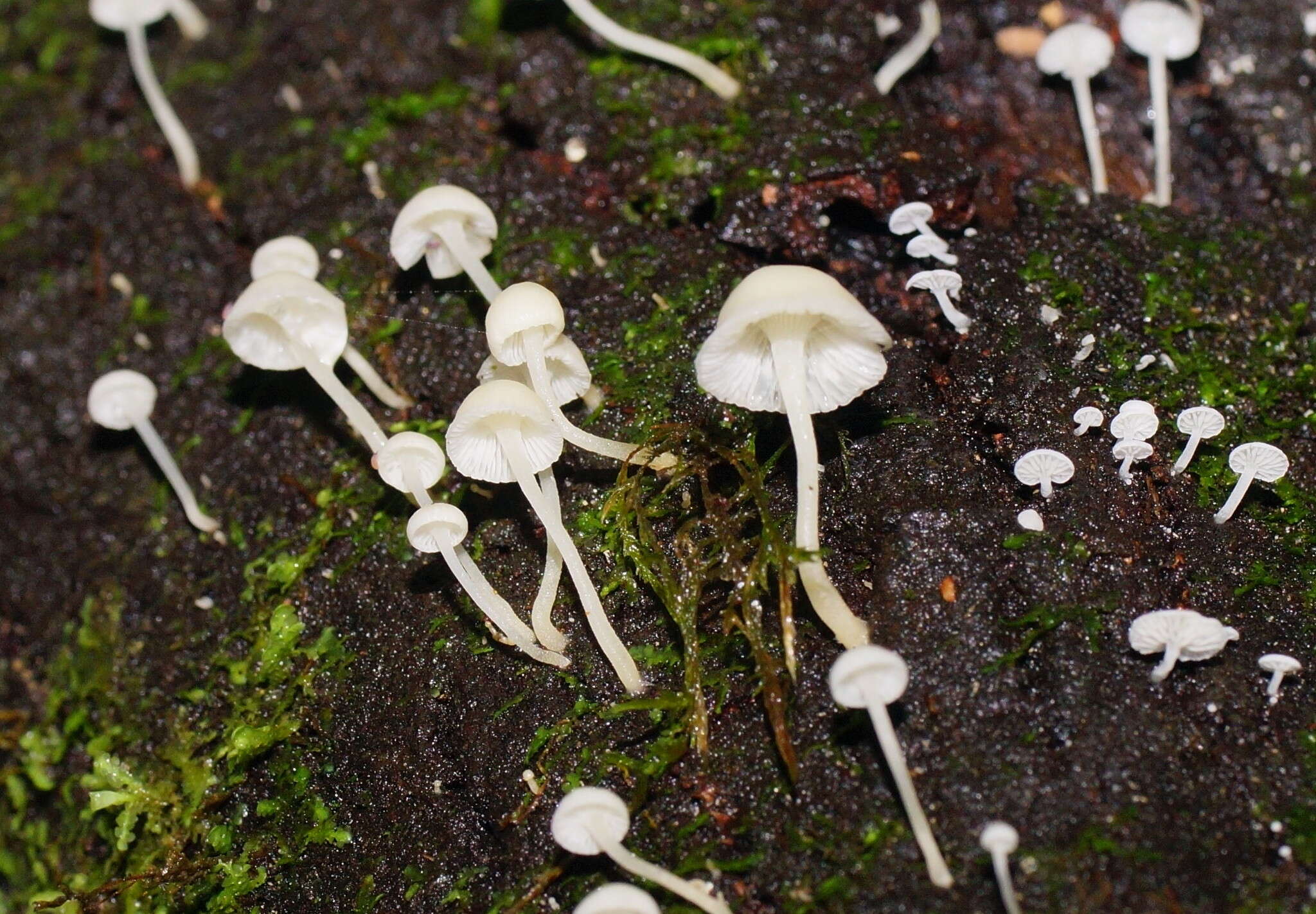 Image of Hemimycena lactea (Pers.) Singer 1938