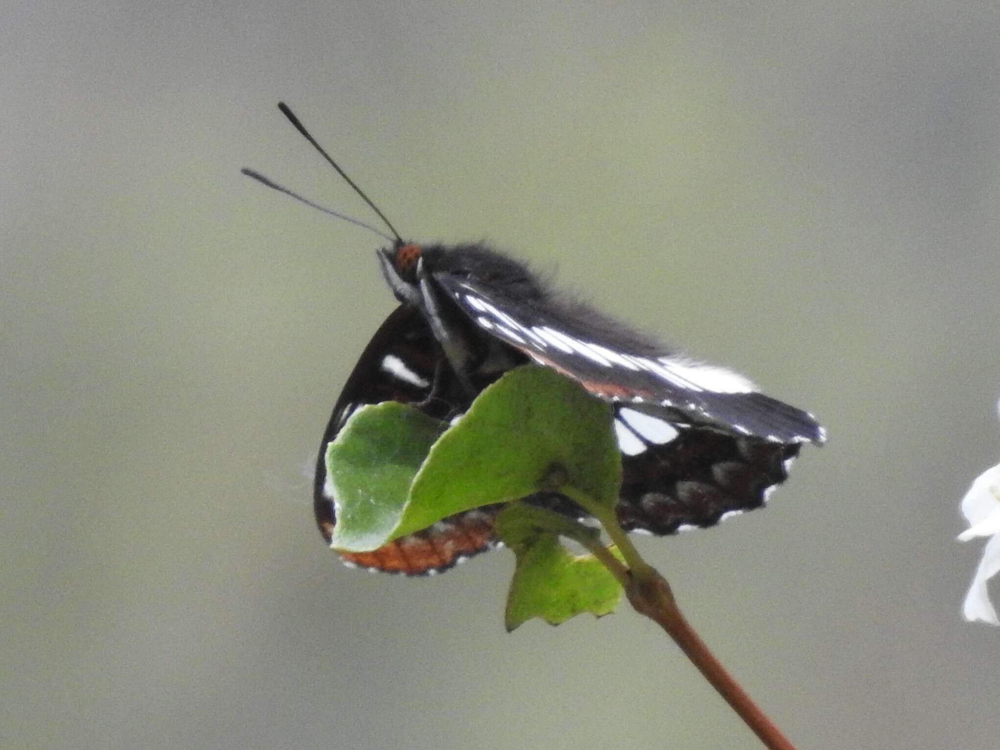 Image of Limenitis lorquini burrisoni Maynard 1891