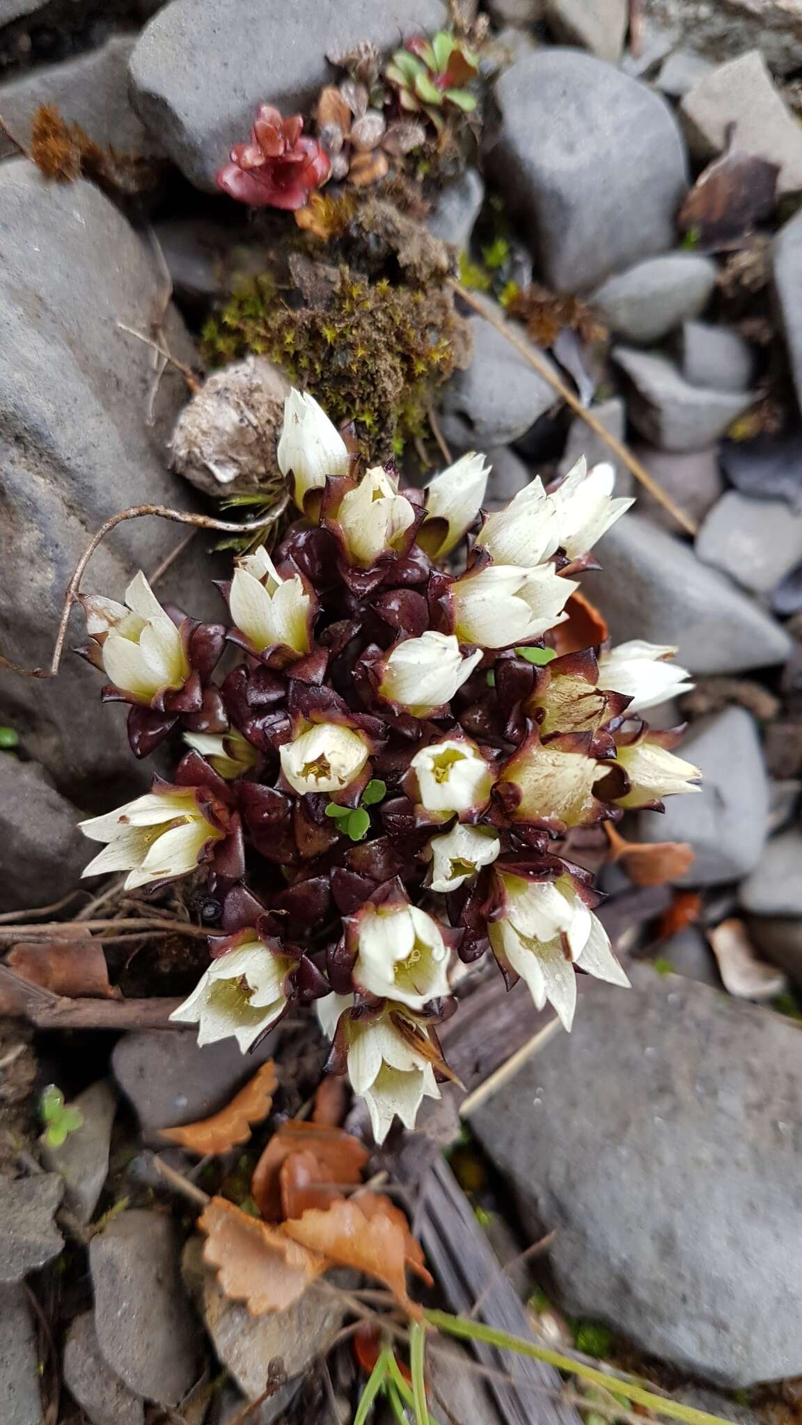 Gentianella filipes (Cheeseman) T. N. Ho & S. W. Liu resmi