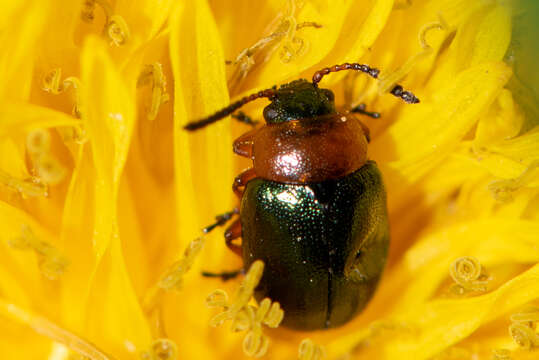 Image of Gastrophysa (Gastrophysa) polygoni (Linnaeus 1758)