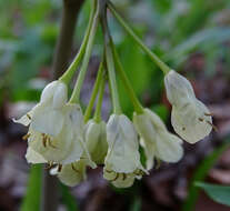 Image of Drooping Bittercress