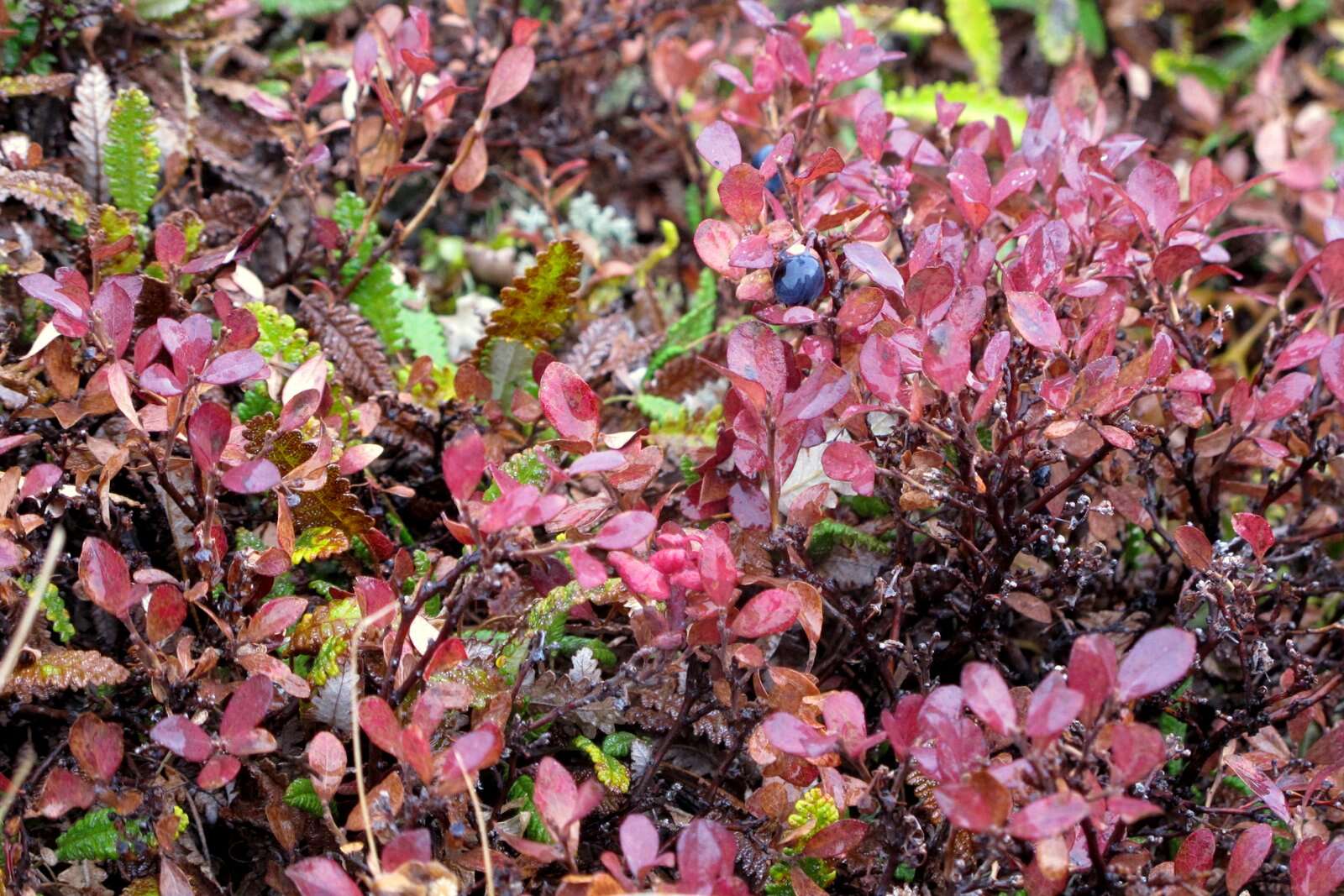 Image of Alaska blueberry