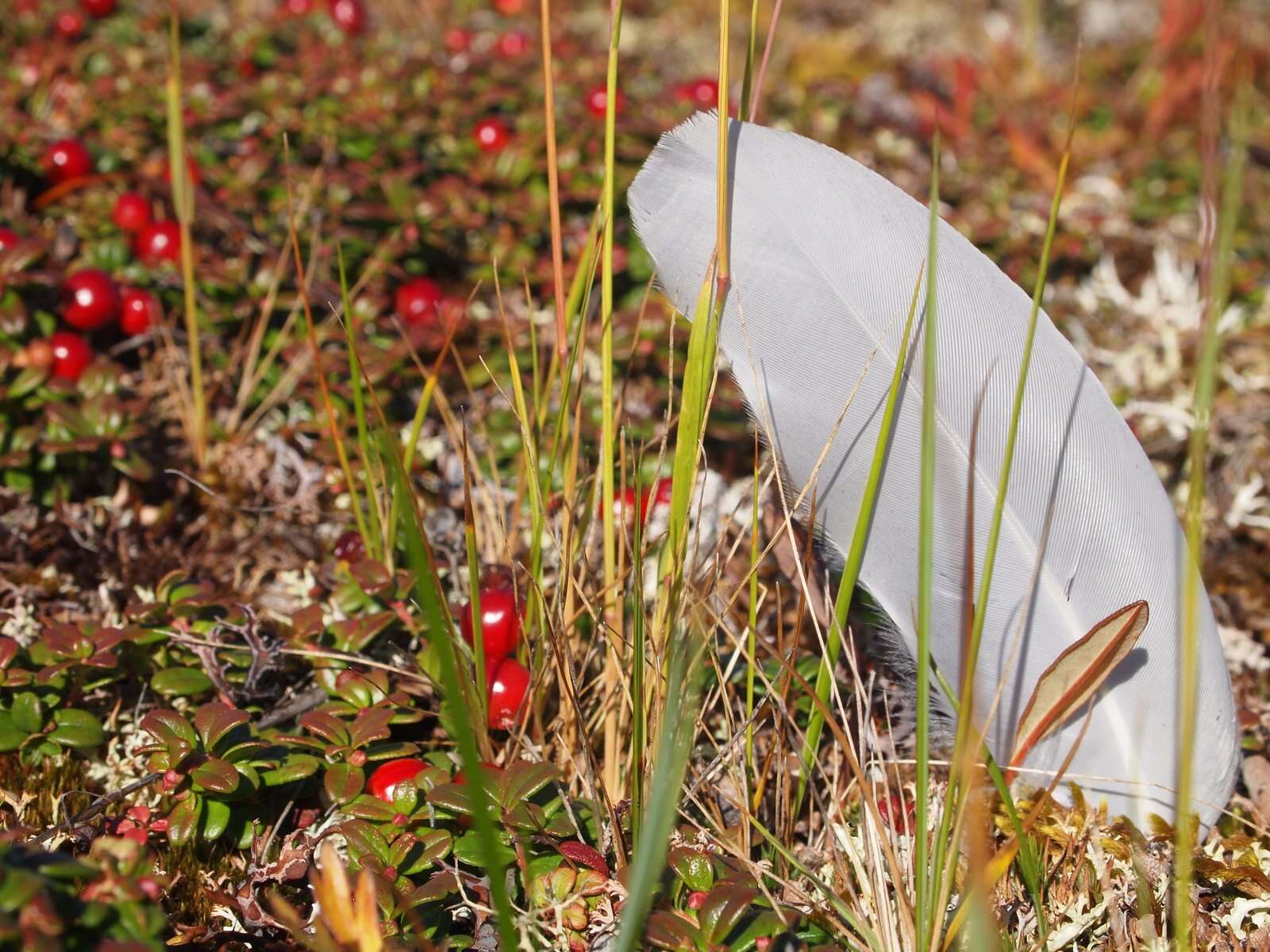 Image of Vaccinium macrocarpon