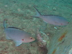 Image of Paranthias