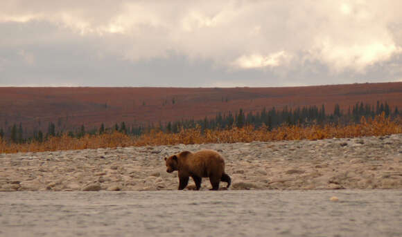 Image of grizzly bear