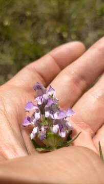 Prunella hyssopifolia L.的圖片