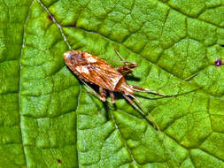 Image of Phytocoris