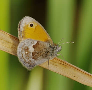 Image of small heath