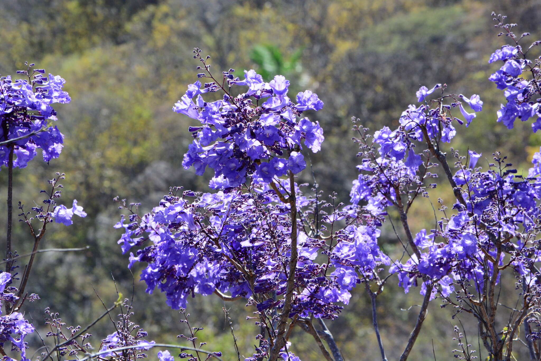 Sivun Jacaranda brasiliana (Lam.) Pers. kuva