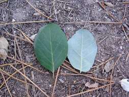 Image of Cork Oak