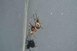 صورة Steatoda nobilis (Thorell 1875)