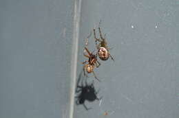 صورة Steatoda nobilis (Thorell 1875)