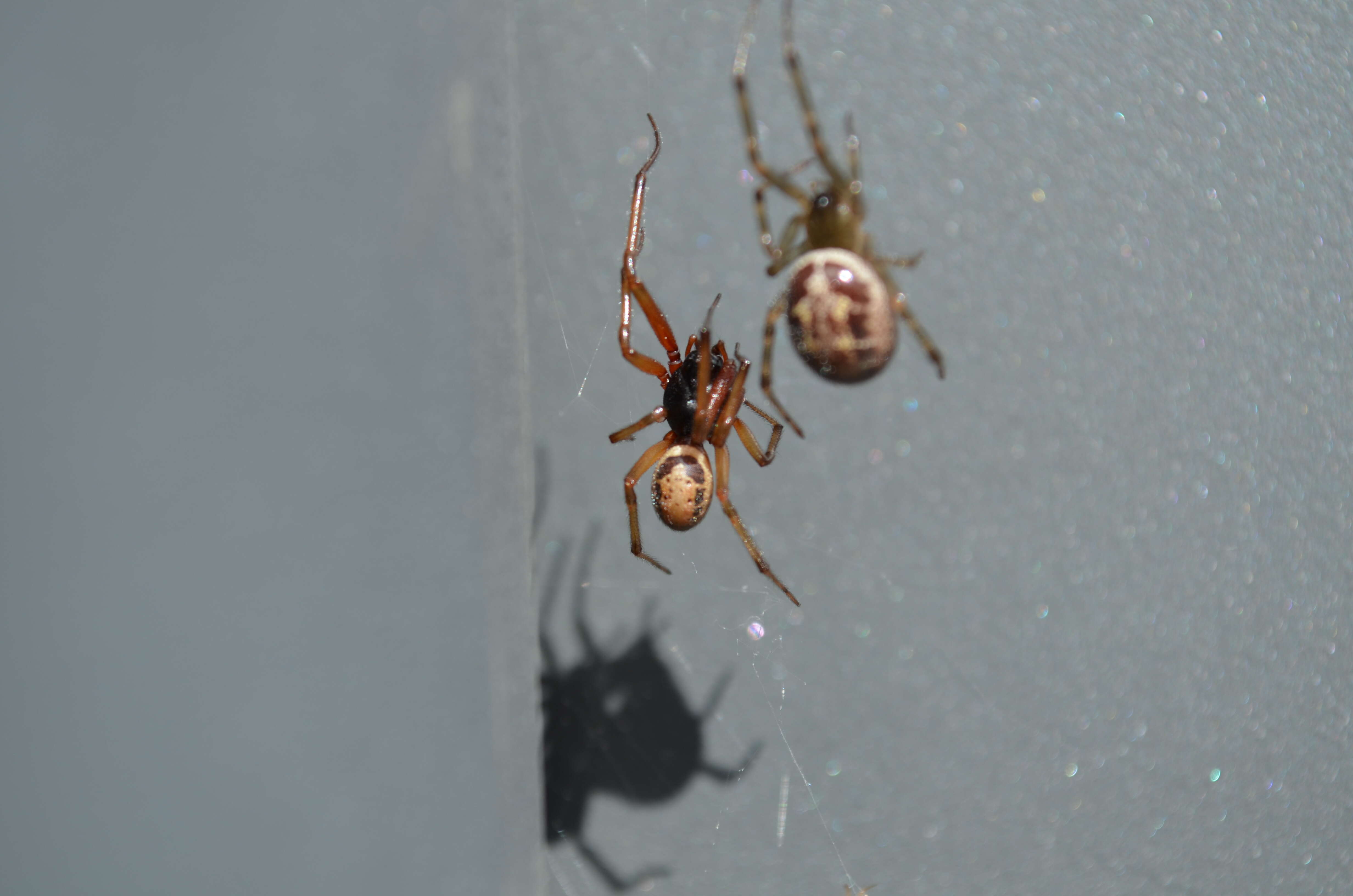 Image of Cobweb weaver