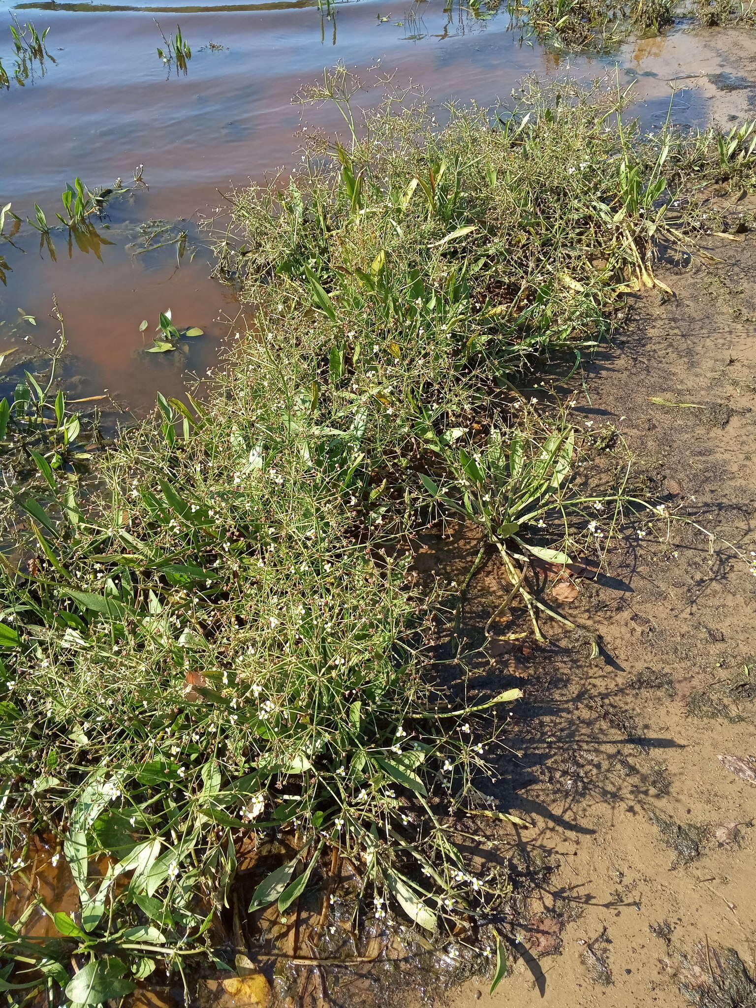 Image of Narrowleaf Water-plantain