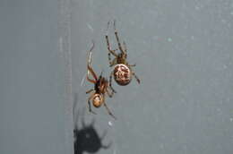 صورة Steatoda nobilis (Thorell 1875)