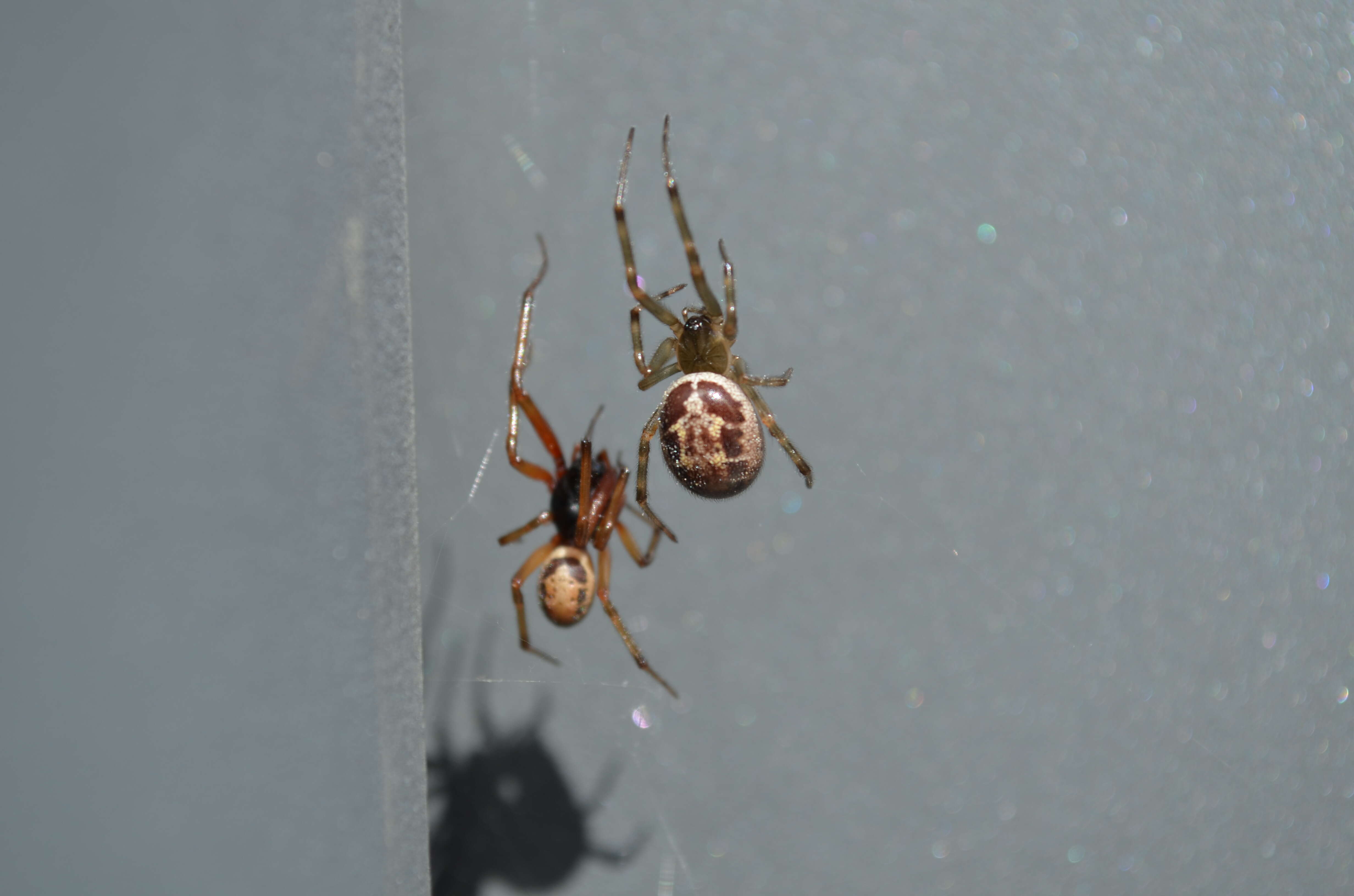 صورة Steatoda nobilis (Thorell 1875)