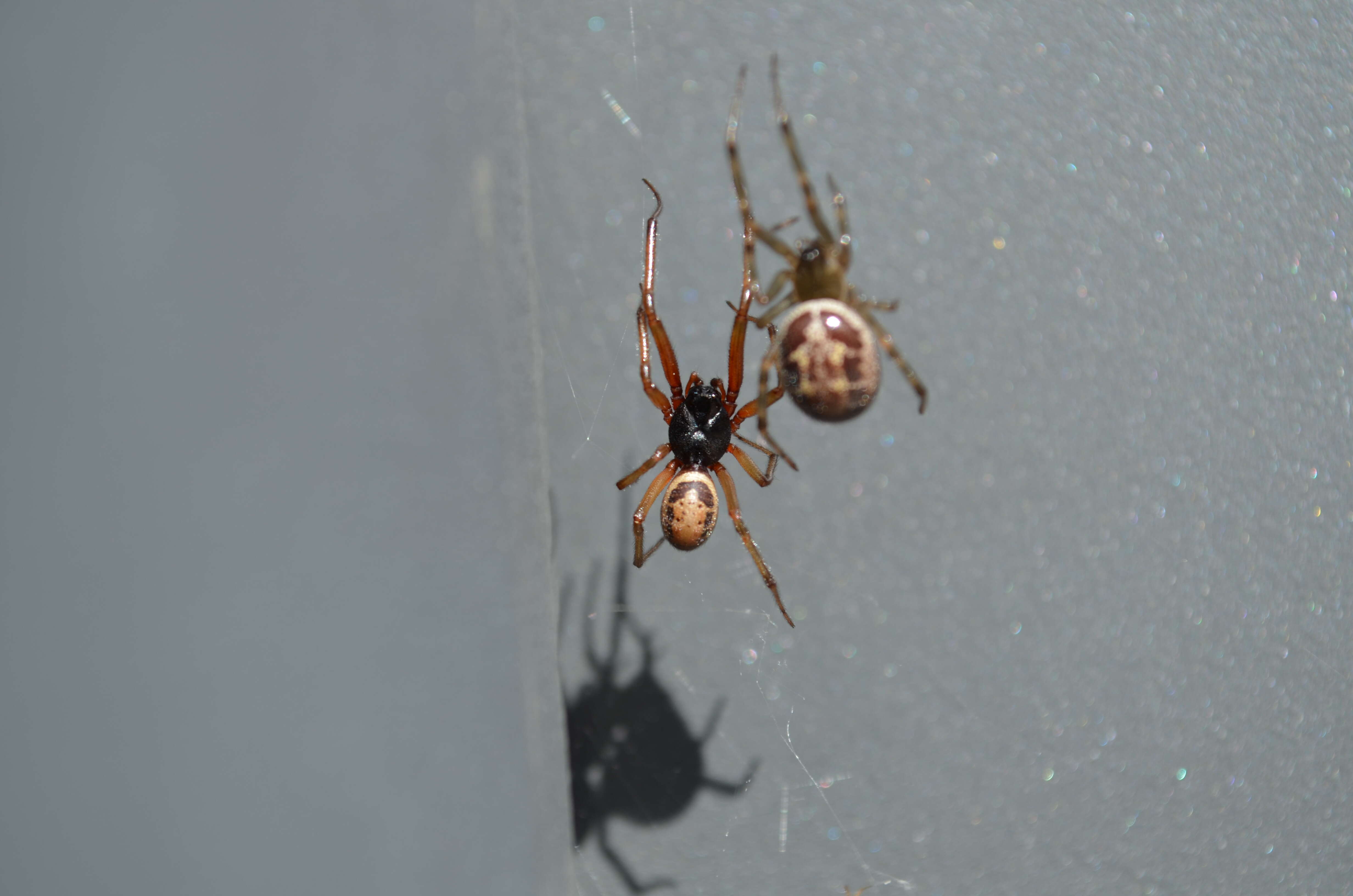 Image of Cobweb weaver