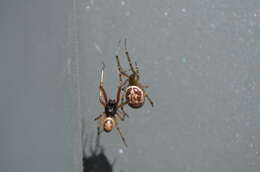 صورة Steatoda nobilis (Thorell 1875)