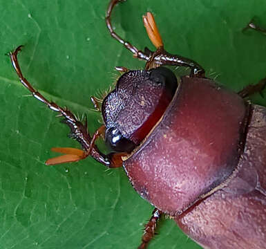 Image of Phyllophaga (Phyllophaga) quercus (Knoch 1801)