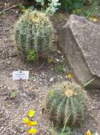 Ferocactus glaucescens (DC.) Britton & Rose resmi