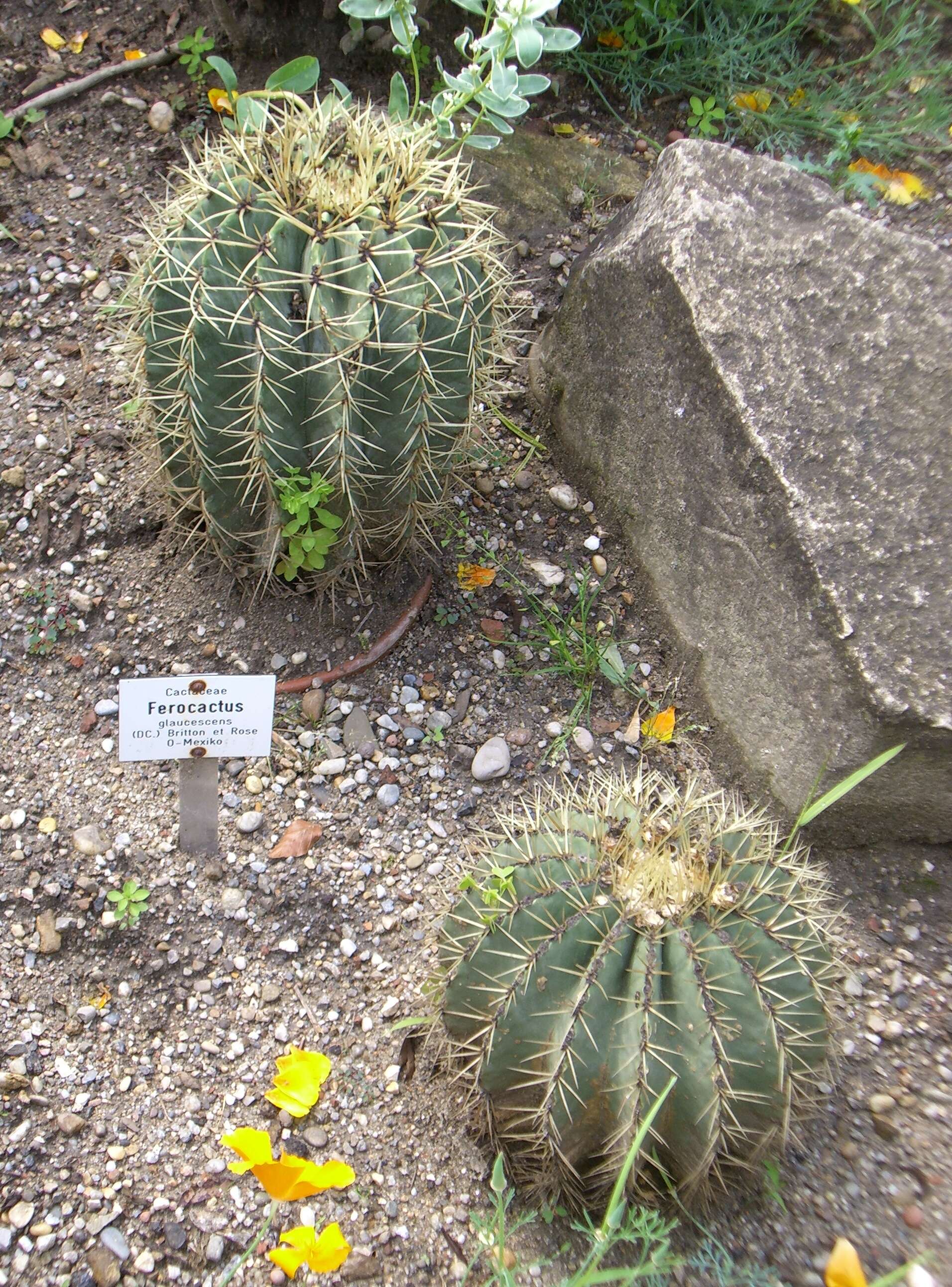 Ferocactus glaucescens (DC.) Britton & Rose resmi