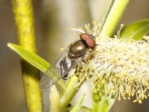 Plancia ëd Platycheirus obscurus (Say 1824)