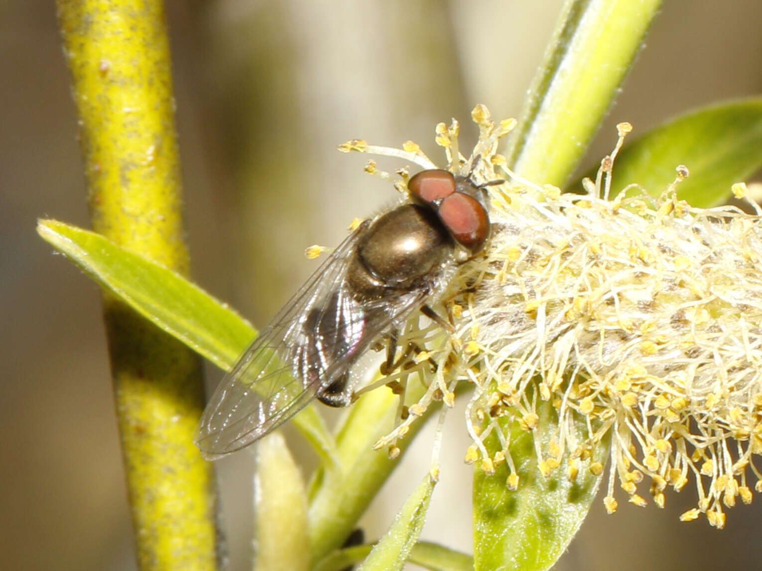 Image of Platycheirus obscurus (Say 1824)