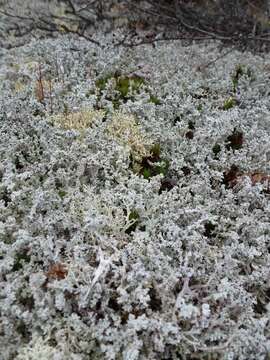 Image of snow lichen