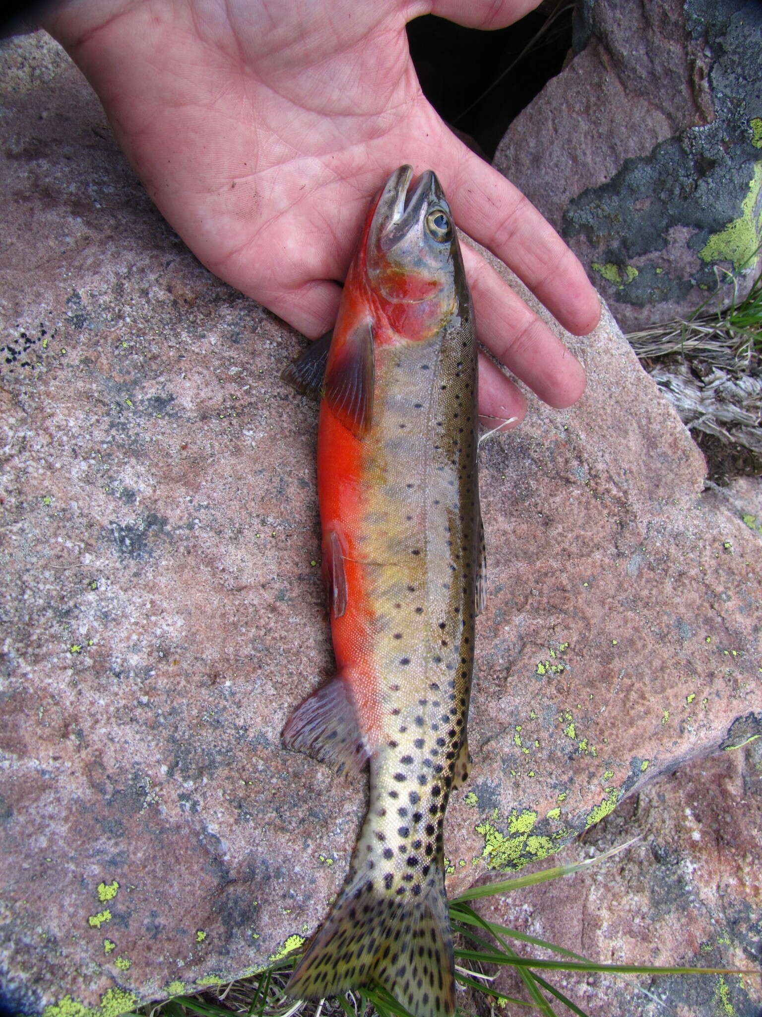 Image of Oncorhynchus clarkii pleuriticus (Cope 1872)