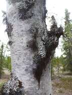 Image of horsehair lichen