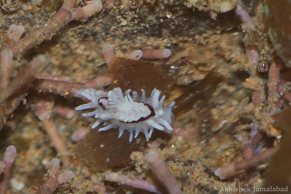 Image of Okenia brunneomaculata Gosliner 2004