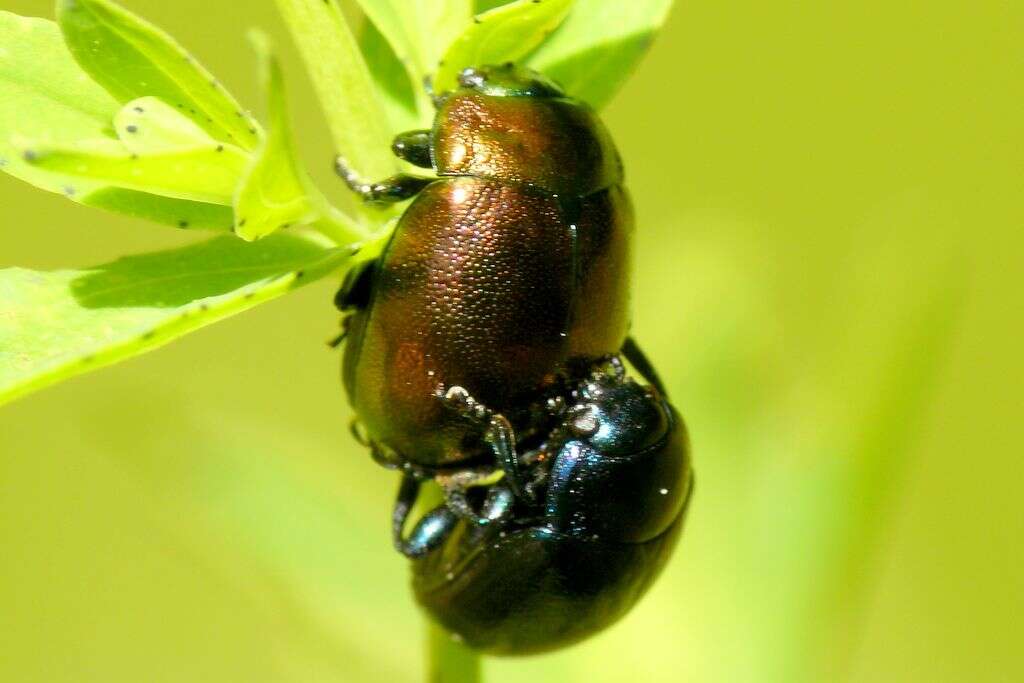 Imagem de Chrysolina (Spheromela) varians (Schaller 1783)