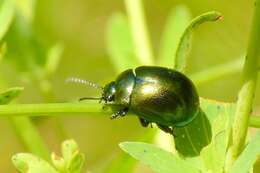 Imagem de Chrysolina (Spheromela) varians (Schaller 1783)