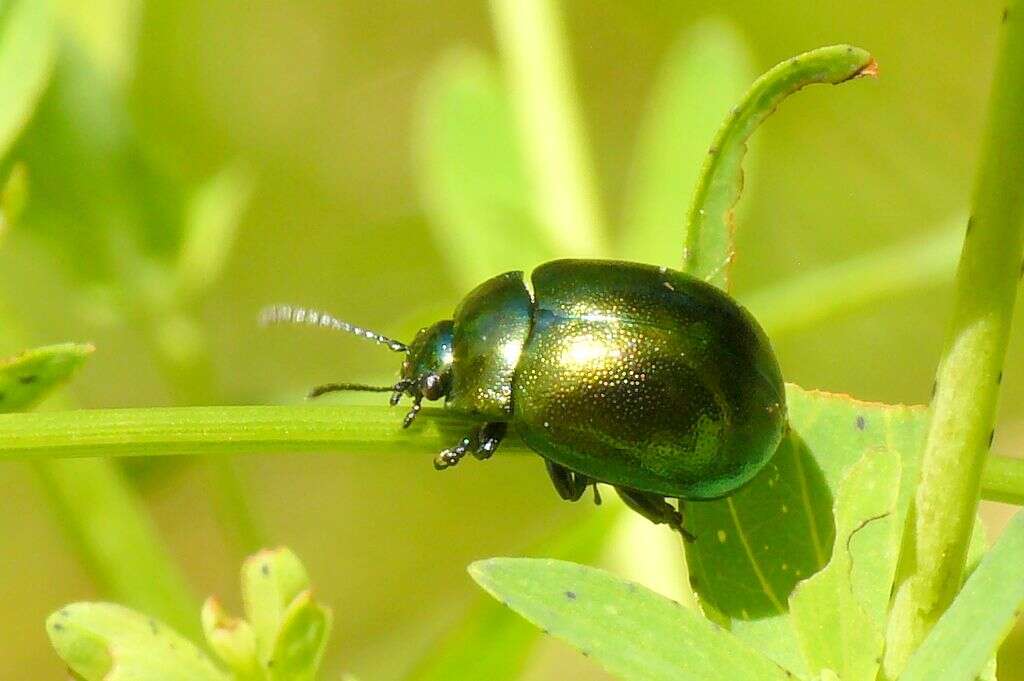 Imagem de Chrysolina (Spheromela) varians (Schaller 1783)