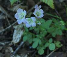 Image of Phacelia dubia var. dubia