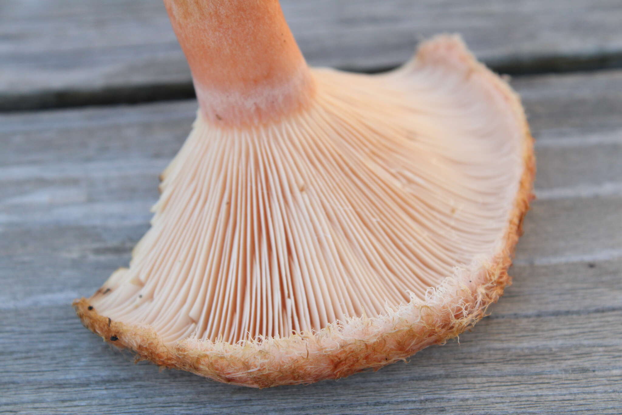 Image of Woolly Milkcap