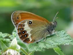 Sivun Coenonympha arcania Linnaeus 1761 kuva