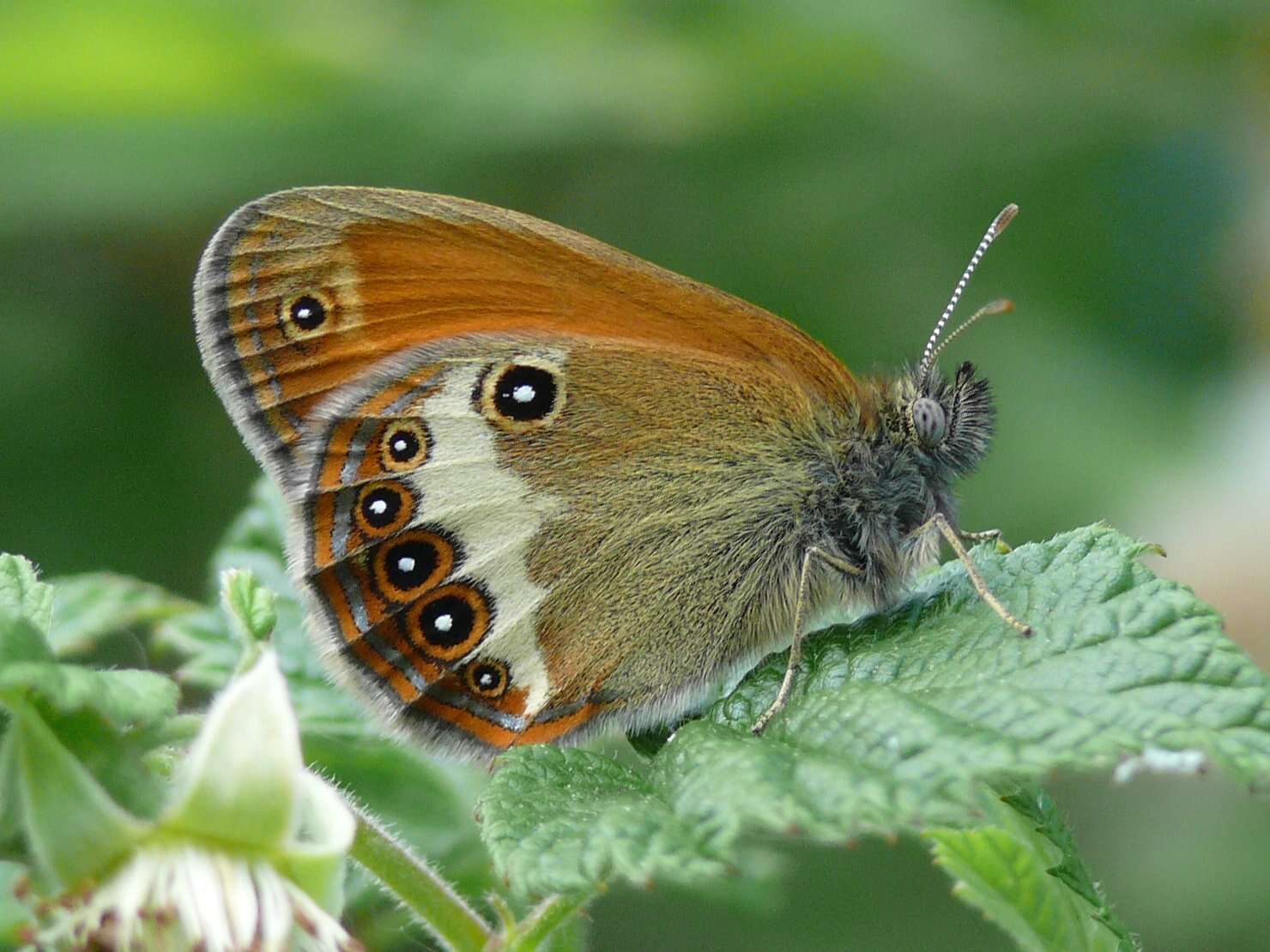 Sivun Coenonympha arcania Linnaeus 1761 kuva