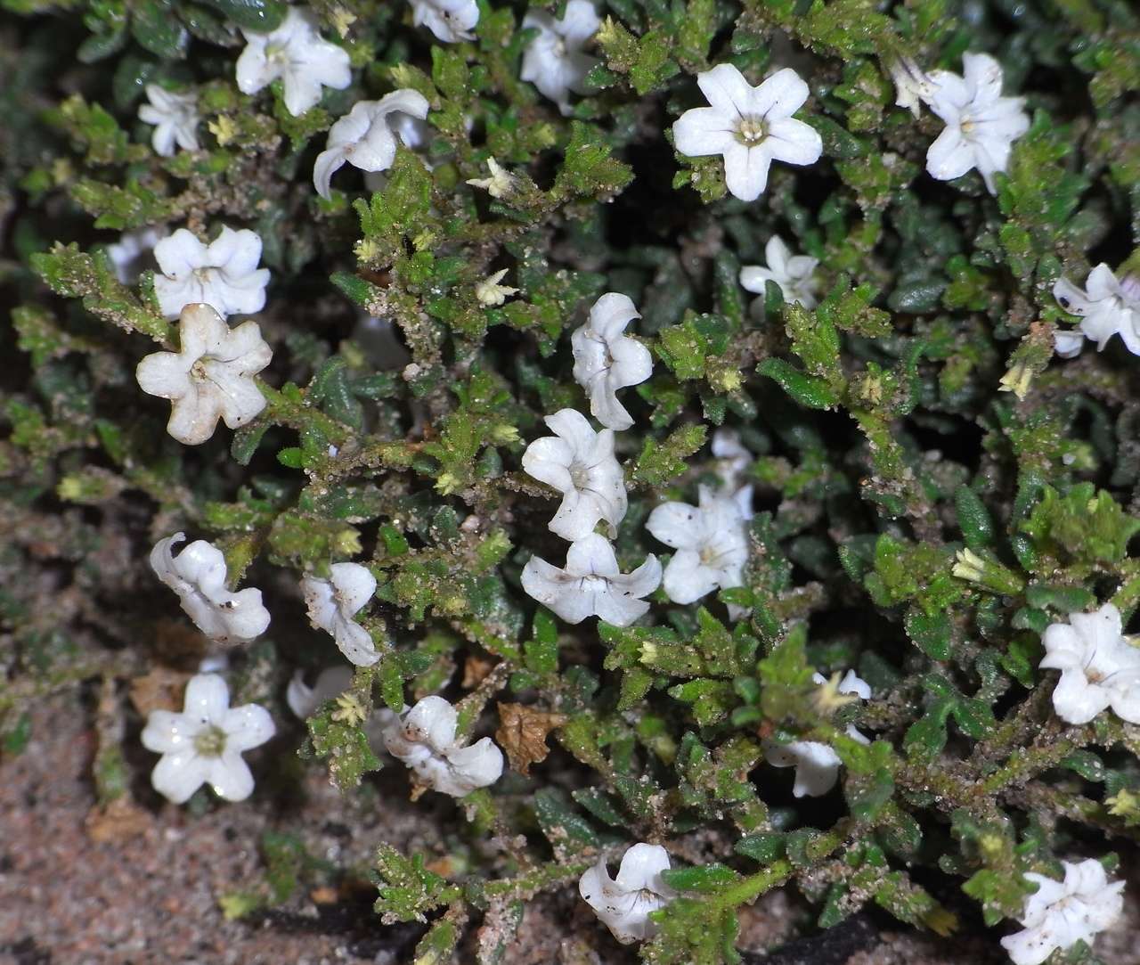 صورة Cyphanthera myosotidea (F. Müll.) L. Haegi