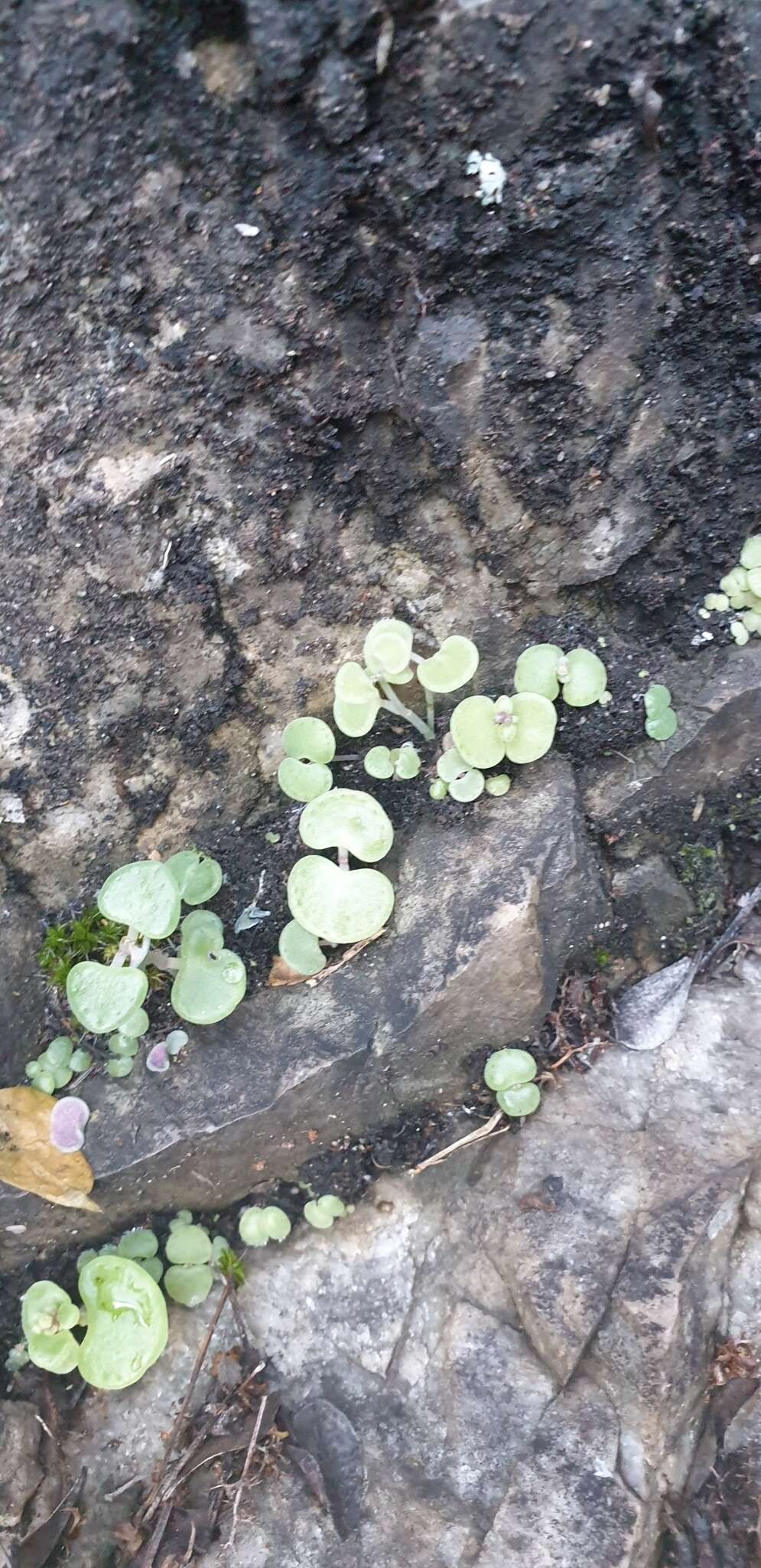 Image of Crassula saxifraga Harv.