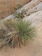 Image of Yucca utahensis McKelvey