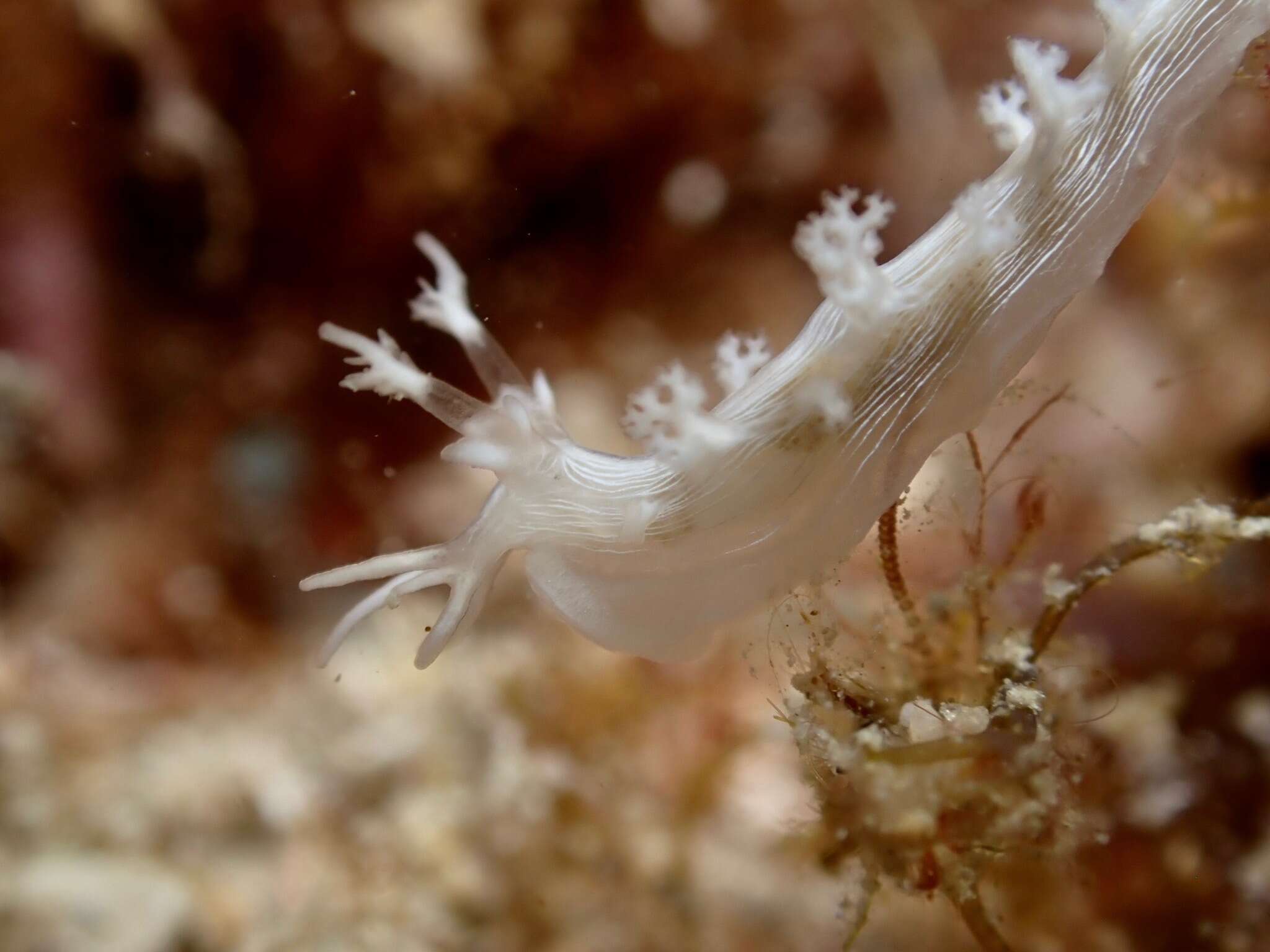 Plancia ëd Tritonicula hamnerorum (Gosliner & Ghiselin 1987)