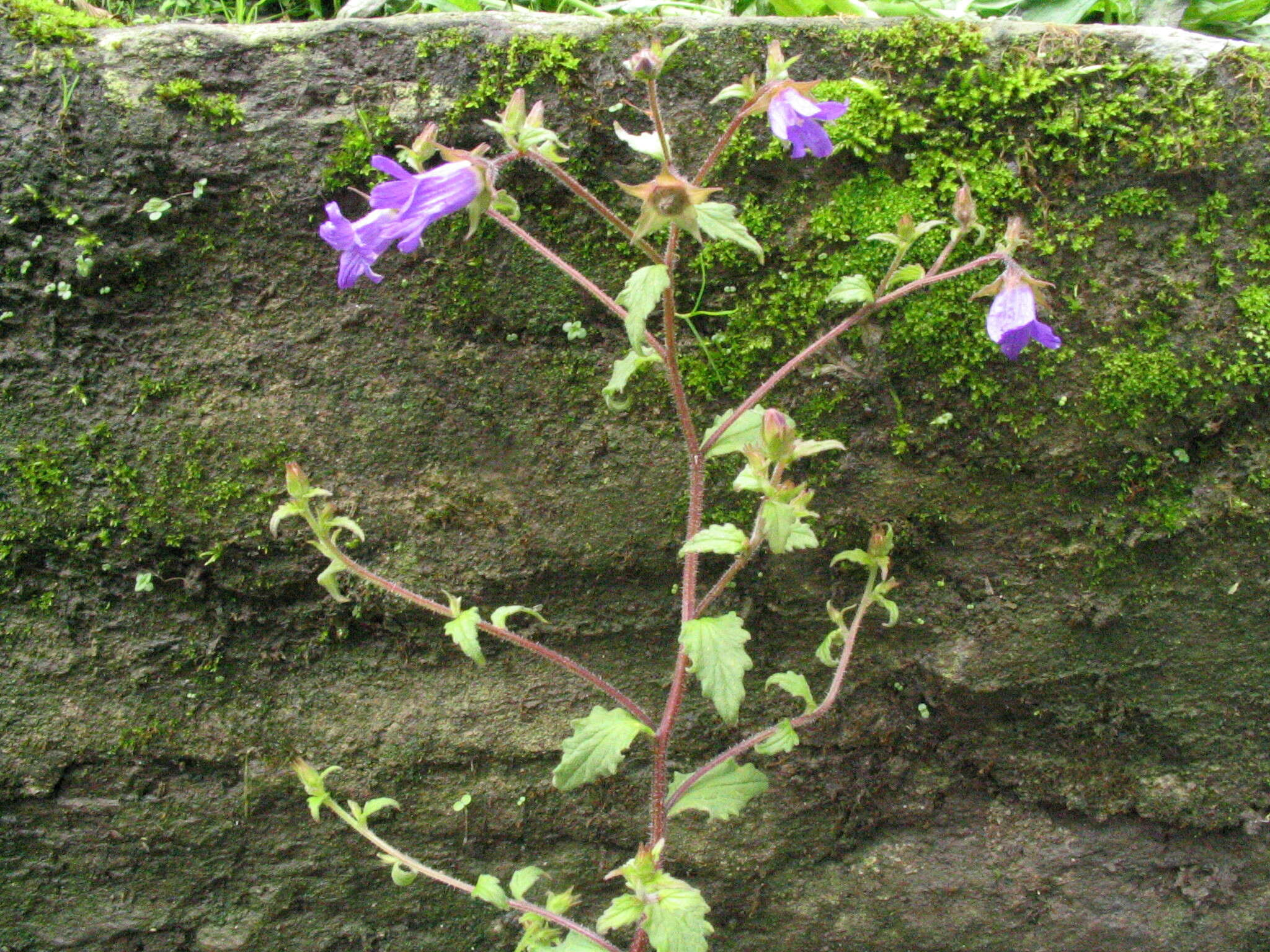 Imagem de Campanula pallida Wall.