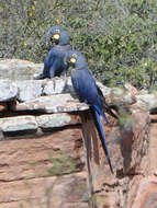 Image of Lear's Macaw