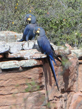 Image of Lear's Macaw