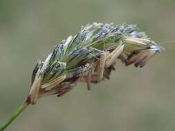 Imagem de Sesleria caerulea (L.) Ard.