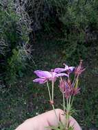 Image of Geranium atlanticum Boiss.