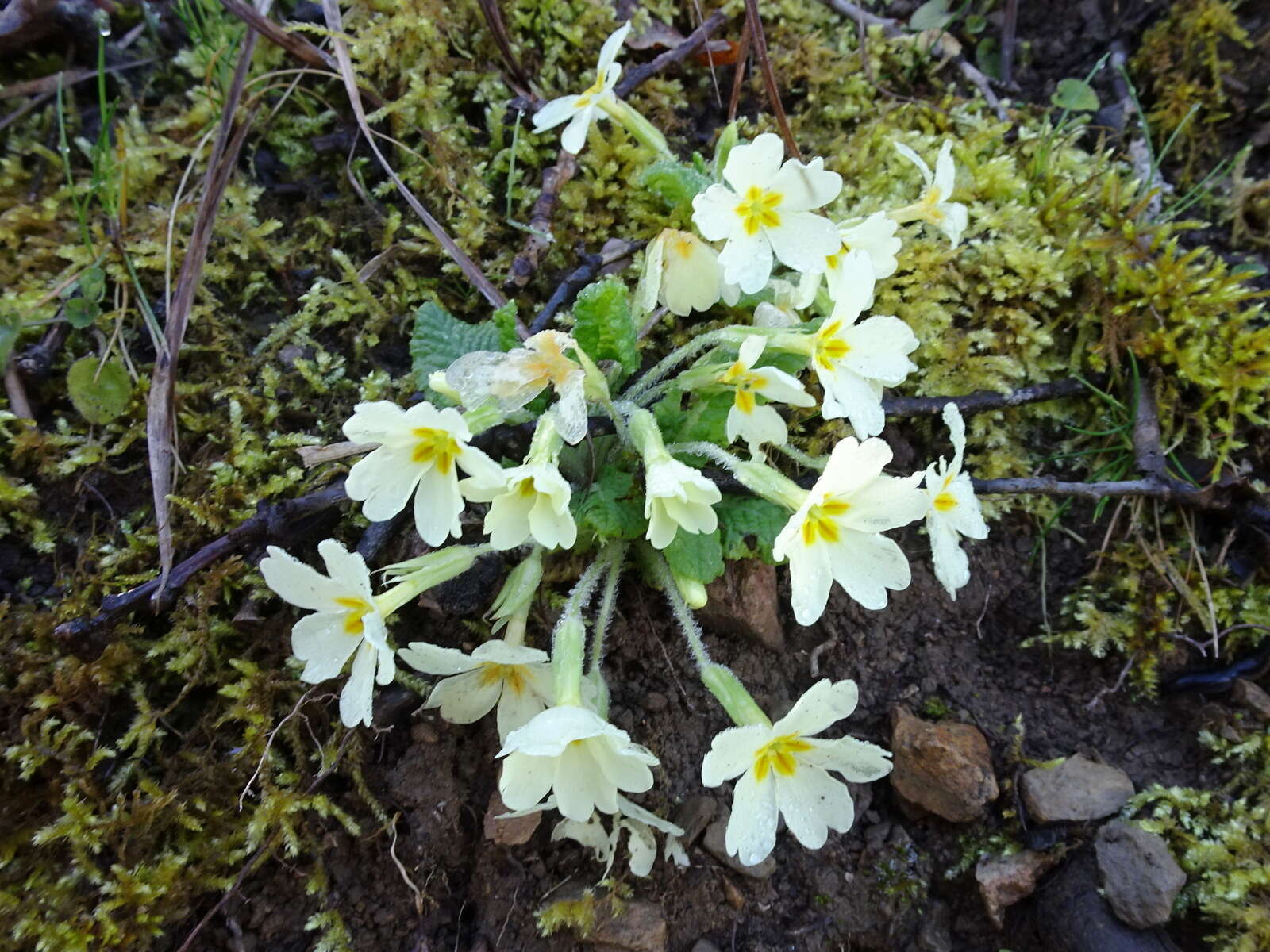 Image of Primrose